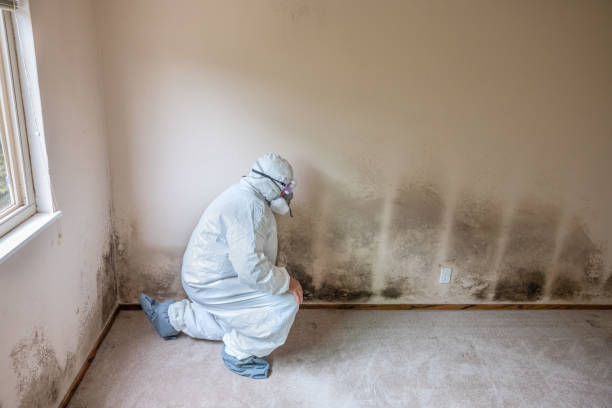 Best Toxic Mold Removal  in Manhattan, KS
